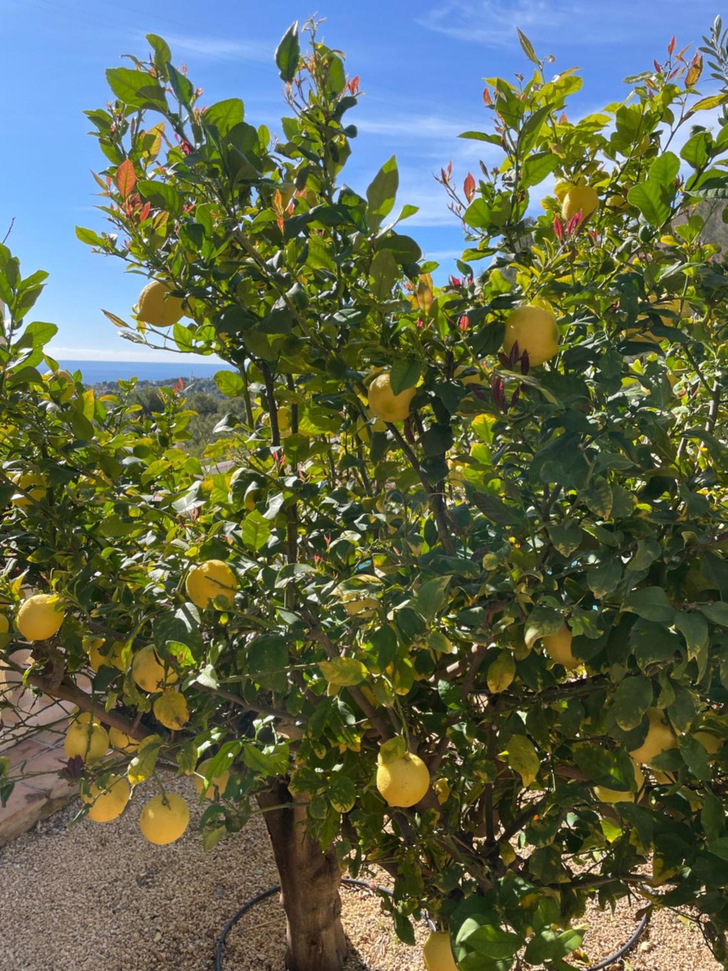 Moraira Apartment 3 Bedrooms 외부 사진